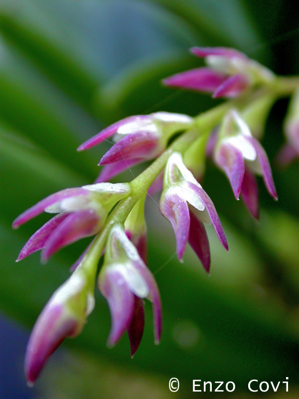 Bulbophyllum josephi